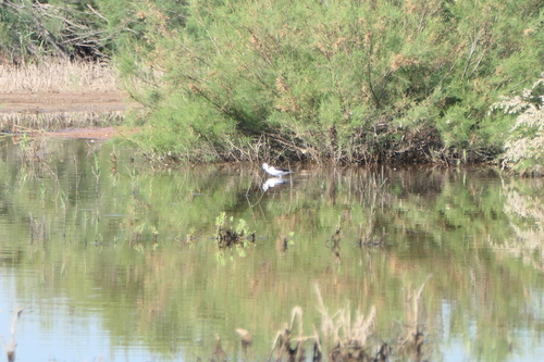 Black-winged Stilt