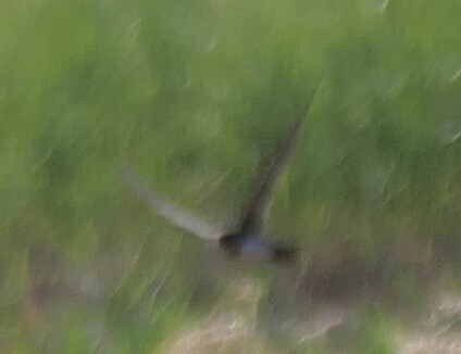 Alpine Swift
