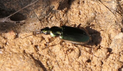Agonum marginatum