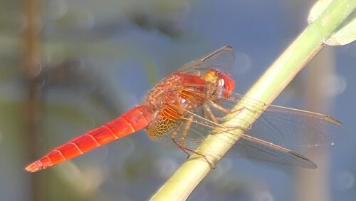 Broad Scarlet