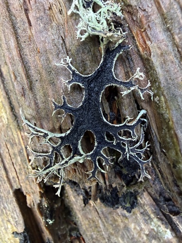 tree moss