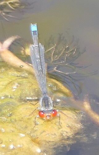 Small Red-eyed Damselfly