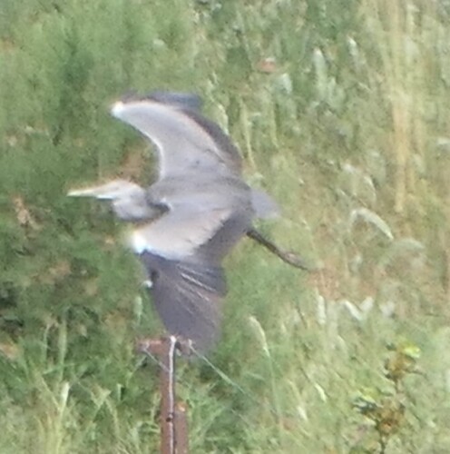 Grey Heron