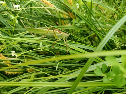 Great Green Bush-cricket