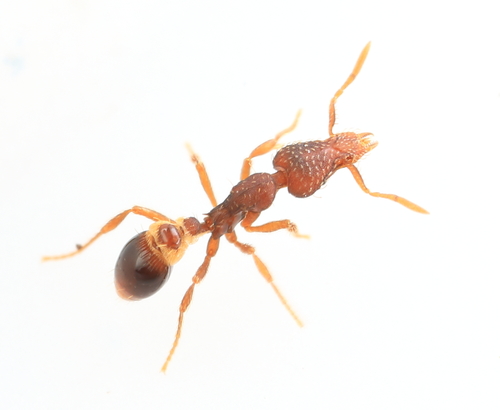 Strumigenys rostrataStrumigenys rostrata