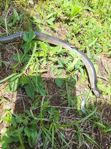 Eastern Slowworm