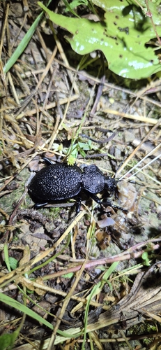 Carabus gigas