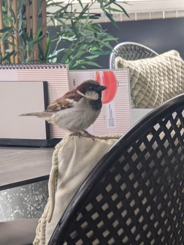 House Sparrow