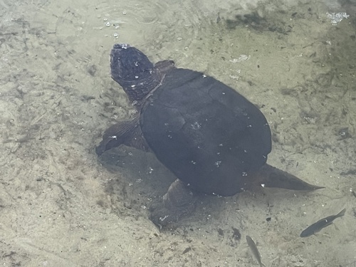 Common Snapping Turtle observed by travelaunt