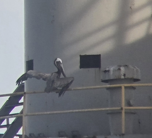 Brown Pelican observed by featherednaturalist