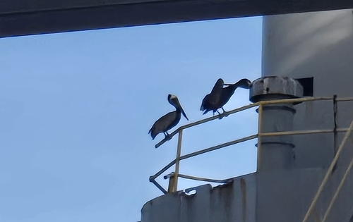 Brown Pelican observed by featherednaturalist