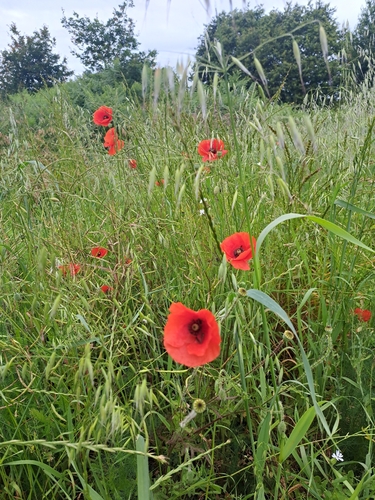 common poppy