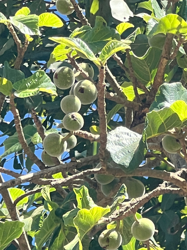 sycamore fig