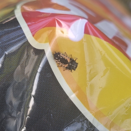 Asian Lady Beetle