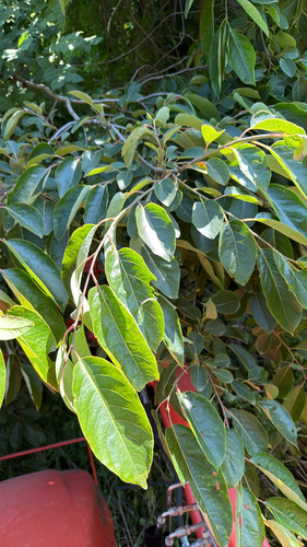 American persimmon