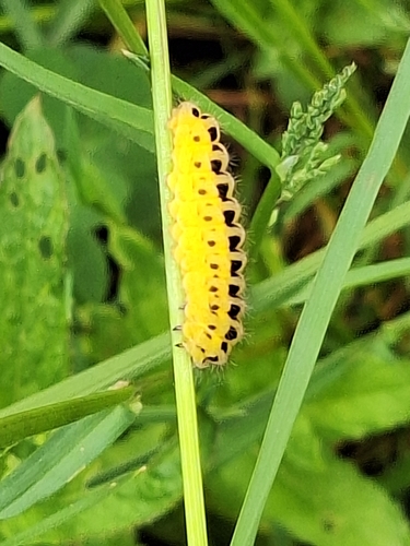 Six-spot Burnet
