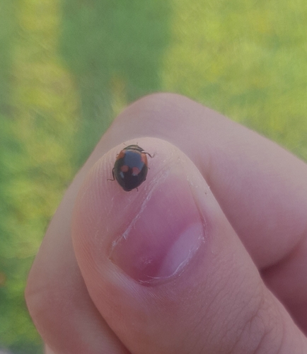 Adalia bipunctata bipunctata