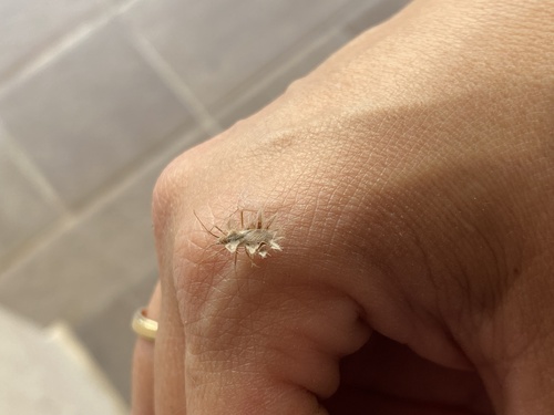 Phyllomorpha