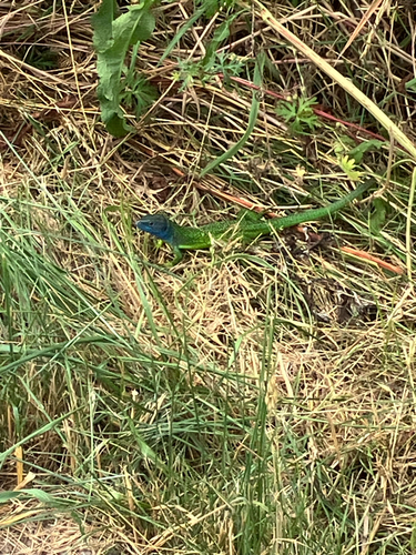 Western Green Lizard
