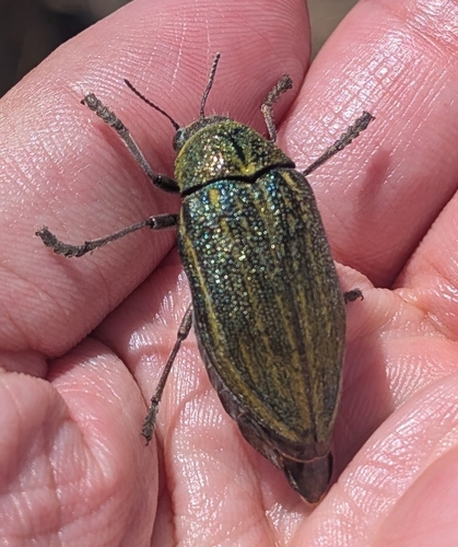 Julodis ehrenbergii
