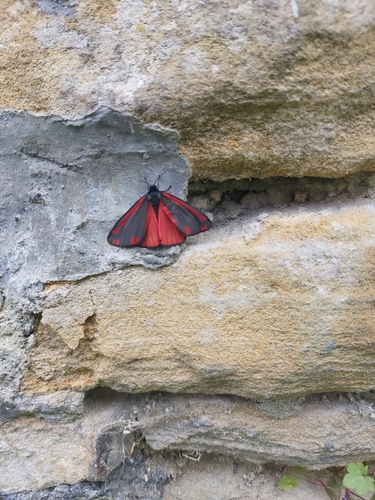 Cinnabar moth