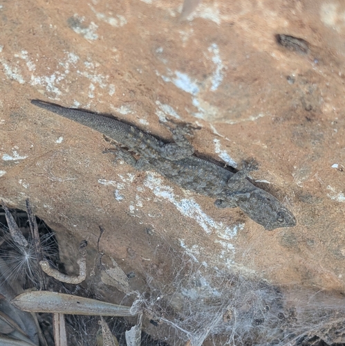 Kotschy's Gecko