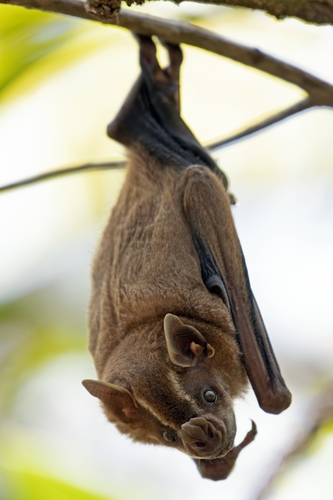 Great Fruit-eating Bat