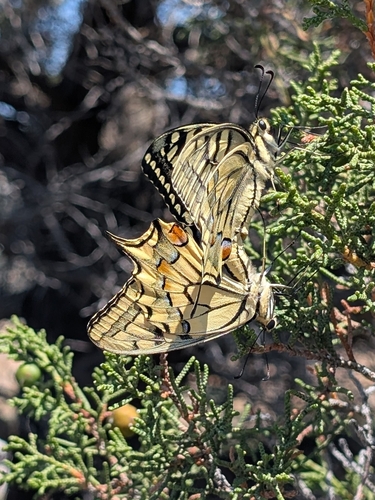 Old World Swallowtail