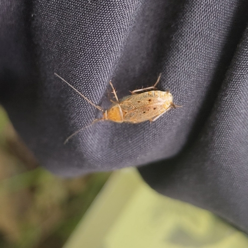 Dusky Cockroach