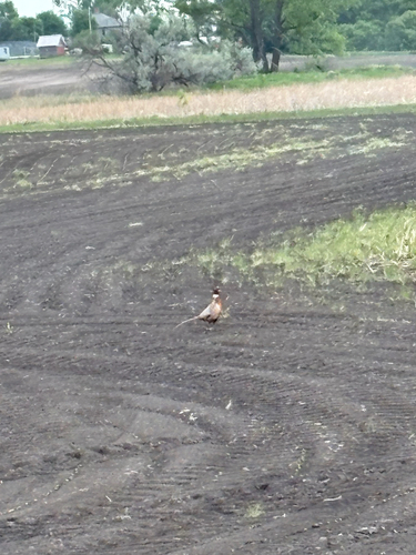 Ring-necked Pheasant