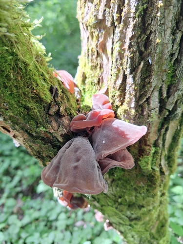 Jelly Ear