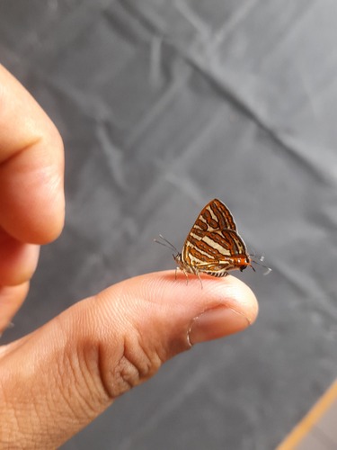 Common Silverline