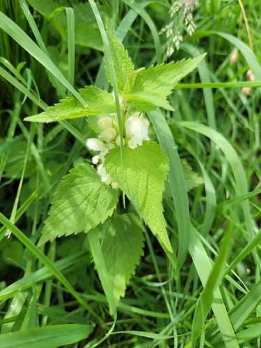 White deadnettle