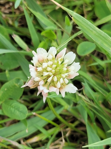 white clover