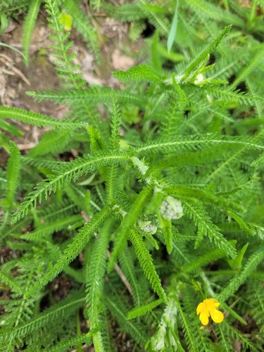 common yarrow