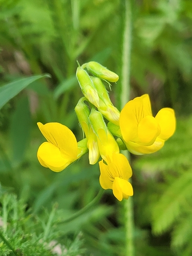 meadow pea