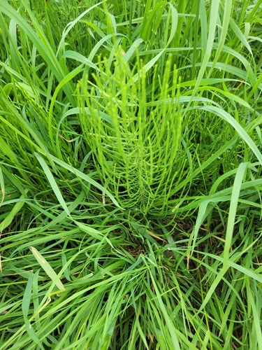 field horsetail