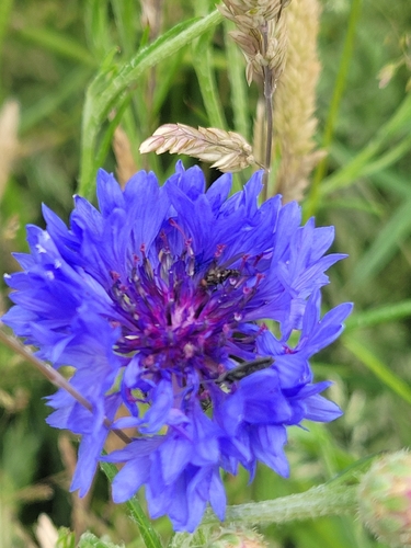 Cornflower
