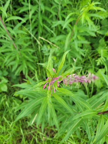 fireweed