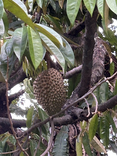 Durian