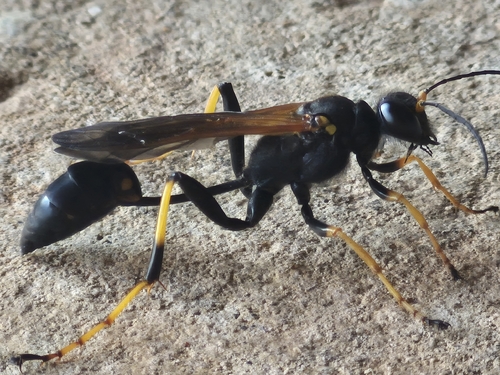 Yellow-legged Mud-dauber Wasp
