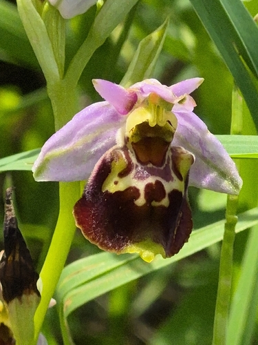 Late spider-orchid