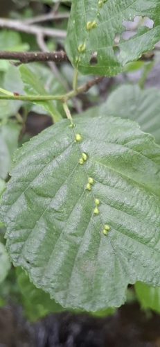alder vein angle gall