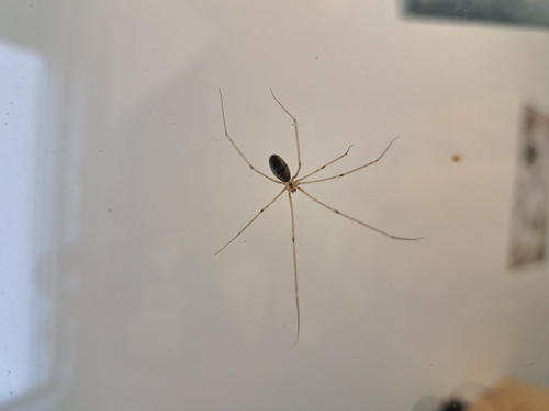 Long-bodied Cellar Spider
