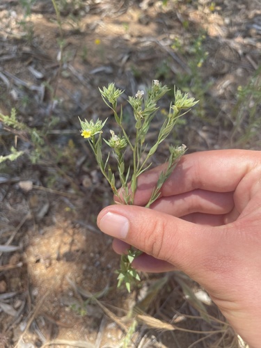 Upright Yellow-flax