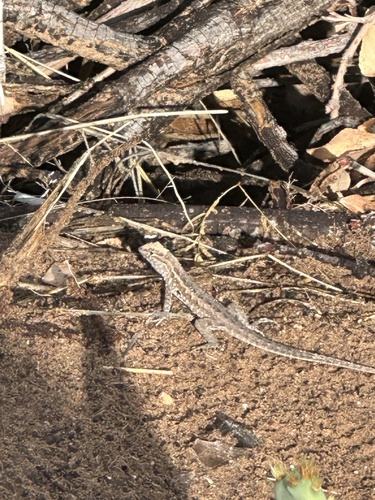 Common Side-blotched Lizard