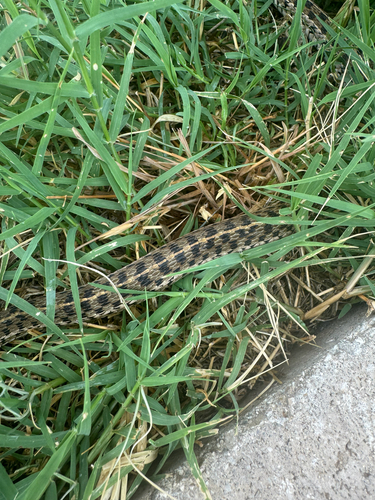 Checkered Garter Snake