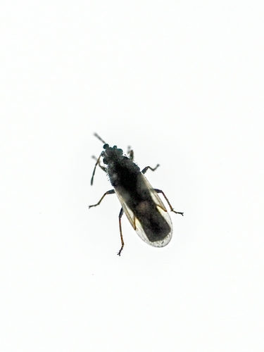 Metopoplax ditomoides