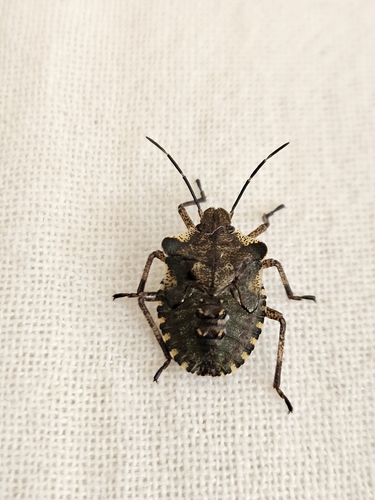 Forest Bug