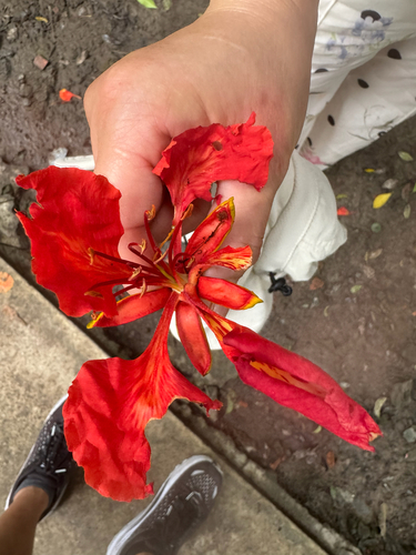 Flamboyant